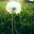 DandelionR