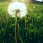 DandelionR